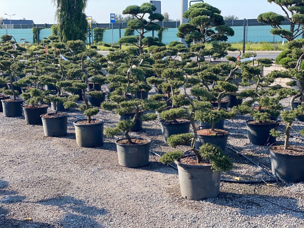 Juniperus Repanda przykładem innego wymiaru roślin płożących