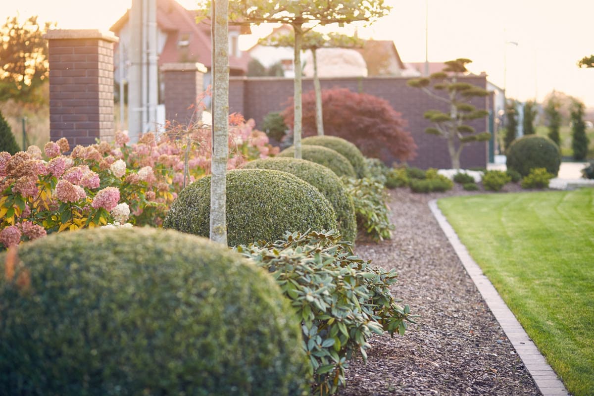 Buxus sempervirens, czyli bukszpan wiecznie zielony w ogrodzie