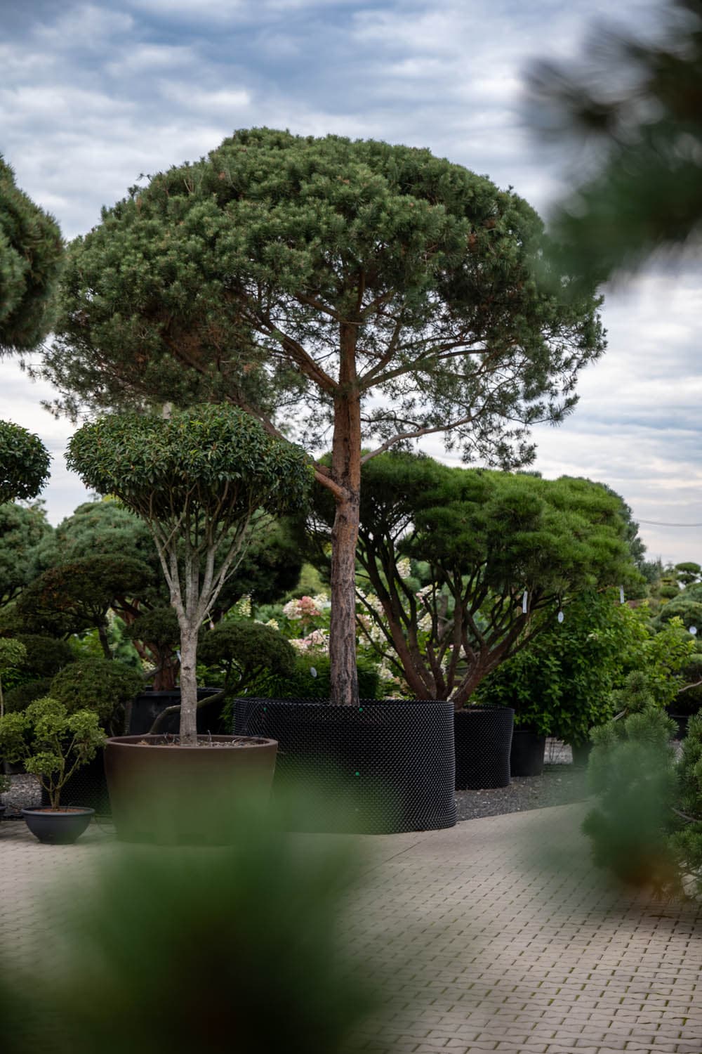 Jak pielęgnować bonsai zimą?